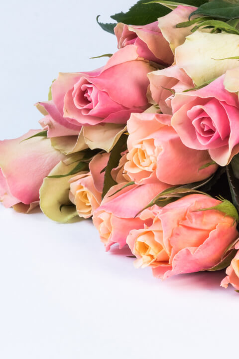 Image of Pink Roses